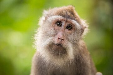 monkey, ubud