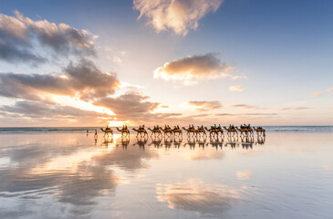 camels on reflective beach 