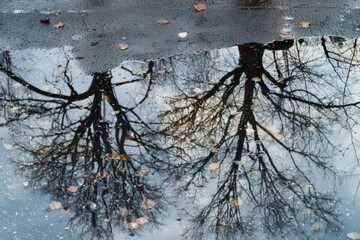 Distorted reflections of trees in a rainwater puddle, with their fragmented forms and rippling surfaces 
