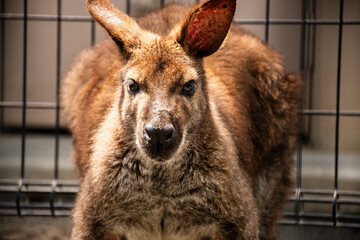 威嚇しているワラビーのアップショット