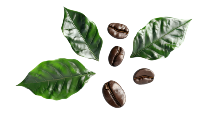 Coffee and coffee leaves Isolated on a white background.