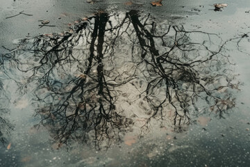 Distorted reflections of trees in a rainwater puddle, with their fragmented forms and rippling surfaces 