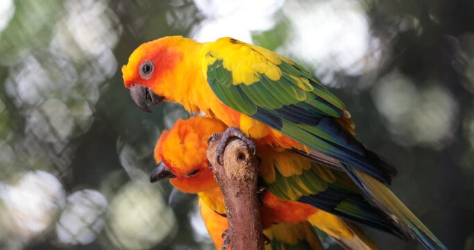 yellow and green parrot ,sun conure