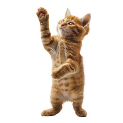 Obraz premium Happy kitten isolated on a transparent background