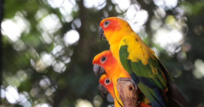 yellow and green parrot ,sun conure