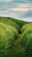 Field of grass green and blue sky hill environment concept