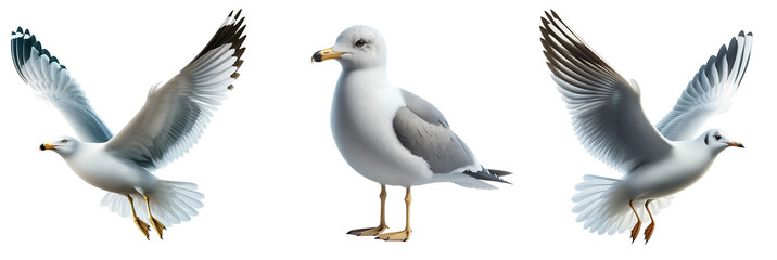 Fototapeta premium Detailed Set of Seagull Birds Flying and Standing, Isolated on Transparent or White Background