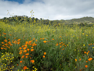 Wild orange Californian Poppies and yellow flowers bloom in rural landscape, Valley Center, California