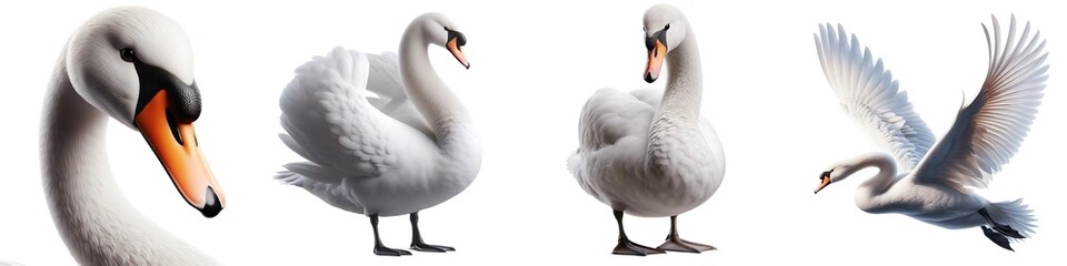 Fototapeta premium Detailed Set of Swan Birds Flying, Sitting, Close-up, and Standing, Isolated on Transparent or White Background