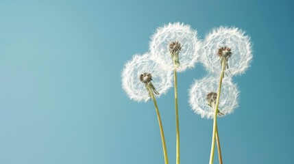   Three dandelions drift in the wind against a backdrop of a blue sky