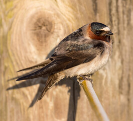 Adult Cliff Swallow perches on wire. Palo Alto Baylands, Santa Clara County, California, USA.