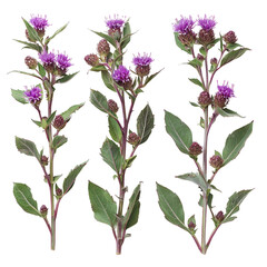 Vibrant Ironweed Tessen in Nature's Garden - Purple Botanical Flower Closeup on Transparent Background - Beautiful Flora for Creative Graphic Design & Commercial Use