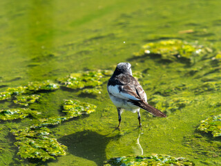 ハクセキレイの後ろ姿
