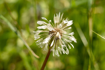 Close-up of the seed head of a dandelion flower head (Taraxacum) after rain. Blurred grass background