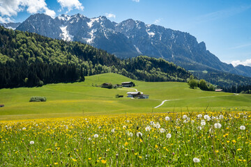 Beautiful mountain landscape in spring: blooming dandelion meadows, pastures and forest in front of...