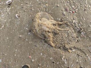 Jellyfish carcasses on the brown beach
