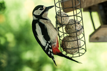 Birdwatching: A male great spotted woodpecker (Dendrocopos major) is pecking at a fat ball....