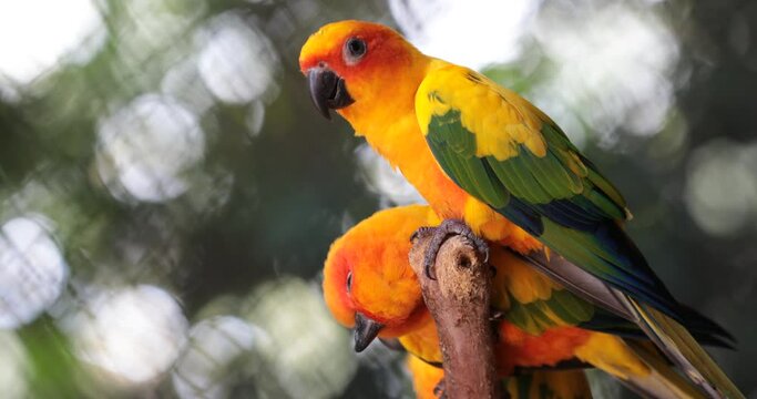 yellow and green parrot ,sun conure