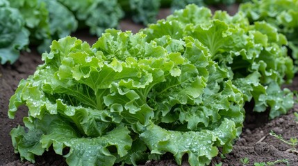   A tight shot of numerous lettuce heads thriving in soil, adorned with water beads on their verdant leaves