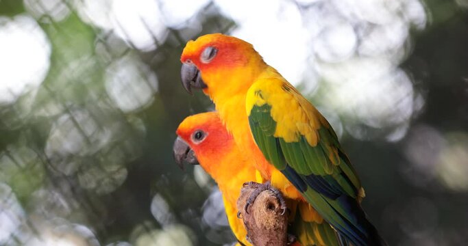 yellow and green parrot ,sun conure