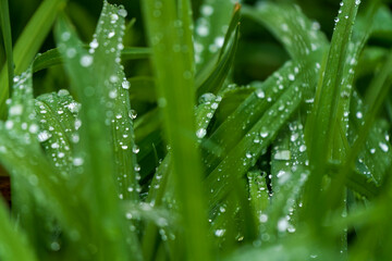 Green Grass with hydrophobic water drops to the surface during Spring Time