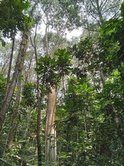 Fototapeta premium trees in the forest