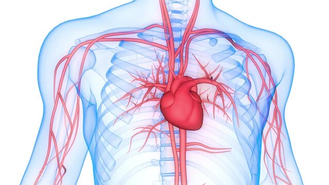 Human Circulatory System Heart Anatomy Animation Concept