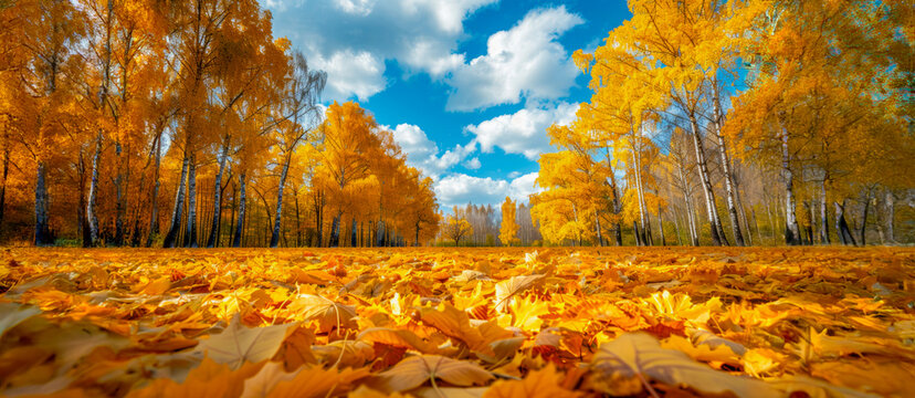 A beautiful autumn day with a blue sky and trees covered in yellow leaves