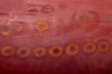 Circular spots on a real liver. Liver disease. Infested liver