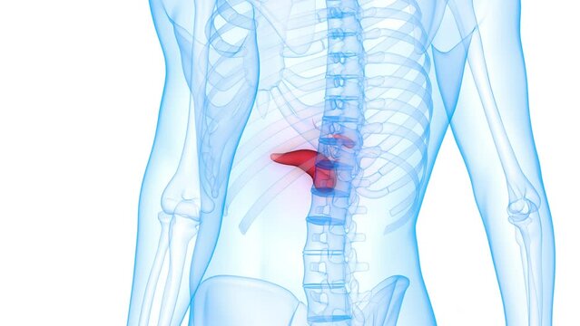 Human Internal Organs Pancreas with Gallbladder Anatomy Animation Concept