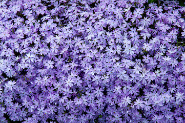 Beautiful background of Phlox Bifida (Sand Phlox} flowers in the garden. Mauve, purple and white blossoms. No people. Australia.