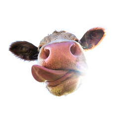 Cow Isolated on a white background camera facing