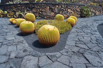 Echinocactus grusonii Cactus plant in the cactus garden Jardin de Cactus of Lanzarote