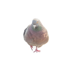 pigeon isolated on white background