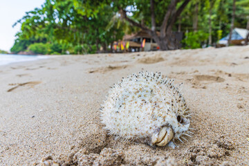 Puffers fish dead on the beach because of global warming. © Nakornthai