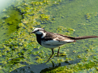 水路を歩くハクセキレイ