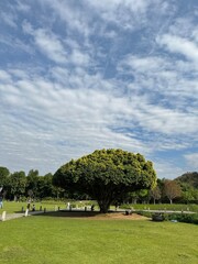 A small, lonely tree in the middle of a grass field surrounded by mountains.