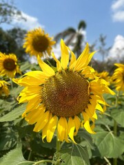 Fototapeta premium Yellow sunflowers battle the hot midday sun against the clear sky.