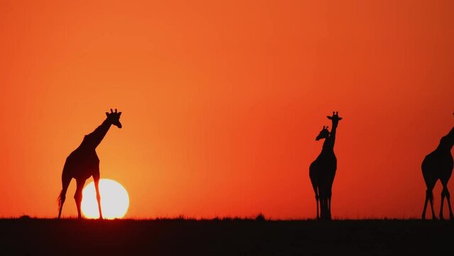 Amazing Giraffe Silhouette at Sunset