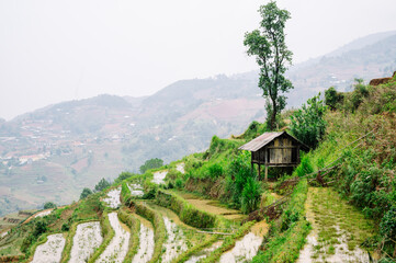 Rice Terraces in La Pan Tan, Mu Cang Chai, Yen Bai, Vietnam, Epic and Incredible View of Rice...