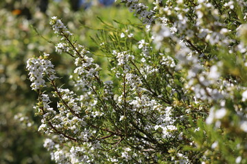 blossoming tree in spring