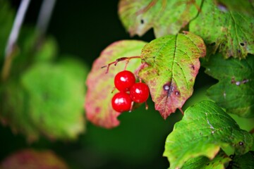 rote Beeren an Busch