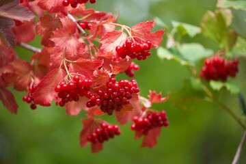 rote Beeren an Busch