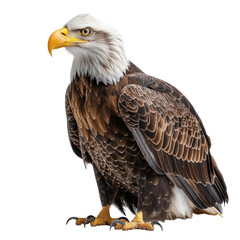 Obraz premium Mighty Eagle isolated on a transparent background