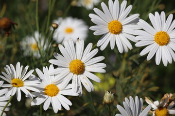 Obraz premium daisies in a field