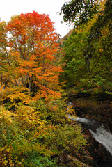 紅葉に染まる渓谷　みなかみ町照葉峡