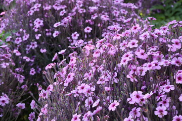 Fototapeta premium purple flower bush