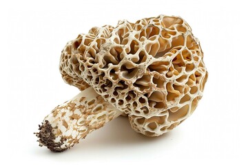 Morel Mushroom, isolated on white