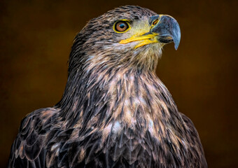 A close up of a Golden Eagle