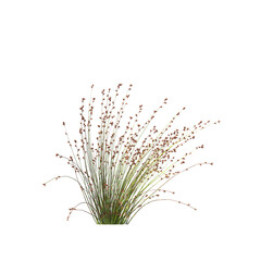 Baloskion pallens, Didgery Sticks, bushes, shrubs, evergreen, small tree, bush, tree, big tree, light for daylight, easy to use, 3d render, isolated